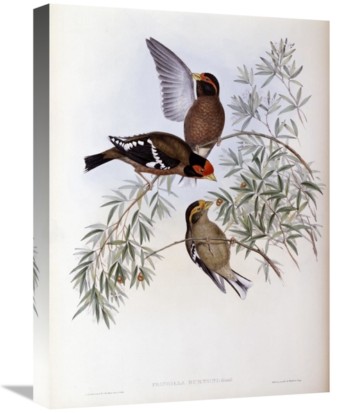 Global Gallery GCS-277748-22-142 22 in. Burtons Grosbeak Art Print - J