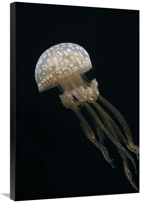 Global Gallery GCS-453576-2436-142 24 x 36 in. Papuan Jellyfish, J