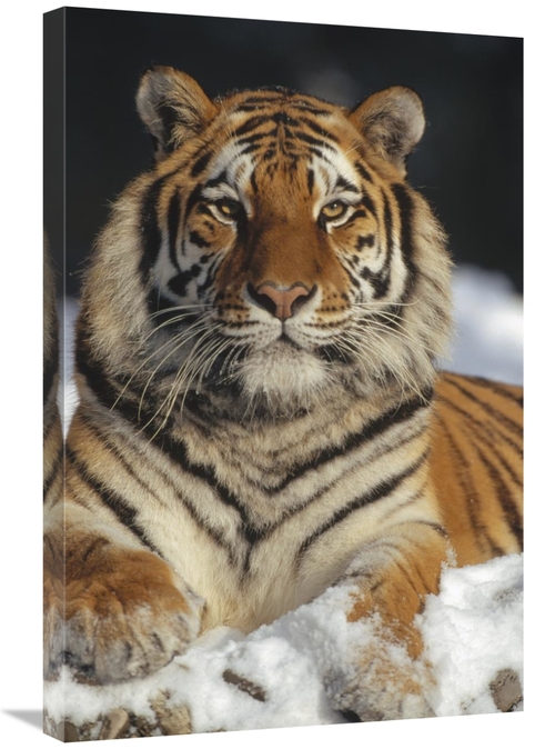 Global Gallery GCS-452334-2030-142 20 x 30 in. Siberian Tiger Portrait