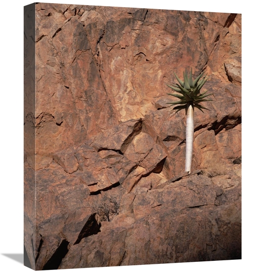 Global Gallery GCS-452908-1620-142 16 x 20 in. Quiver Tree Growing on 