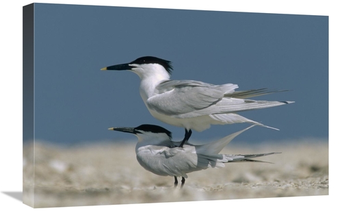Global Gallery GCS-396202-1624-142 16 x 24 in. Sandwich Tern Couple Co