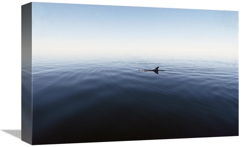Global Gallery GCS-450687-1218-142 12 x 18 in. Bottlenose Dolphin Surf