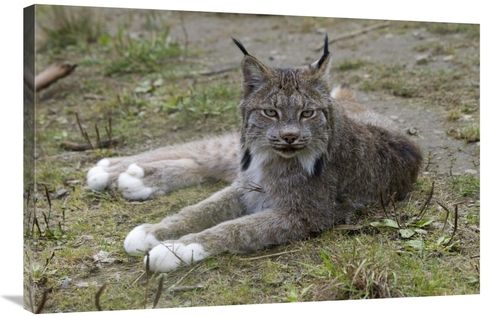 Global Gallery GCS-395446-2436-142 24 x 36 in. Canada Lynx Reclining S