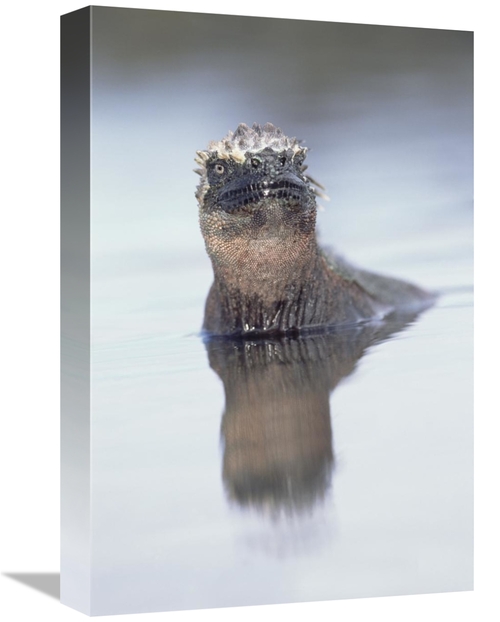 Global Gallery GCS-451567-1218-142 12 x 18 in. Marine Iguana in Tidal 