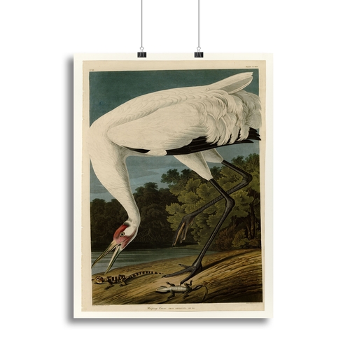 Hooping Crane by Audubon Canvas Print or Poster