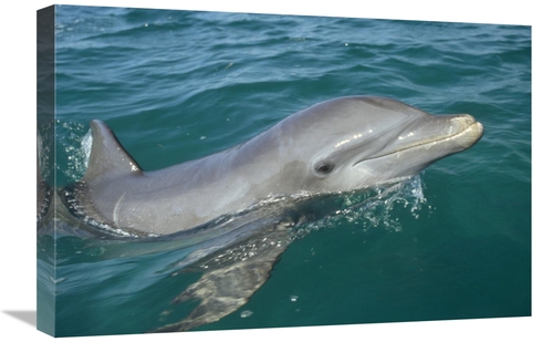 Global Gallery GCS-398477-1624-142 16 x 24 in. Bottlenose Dolphin Port