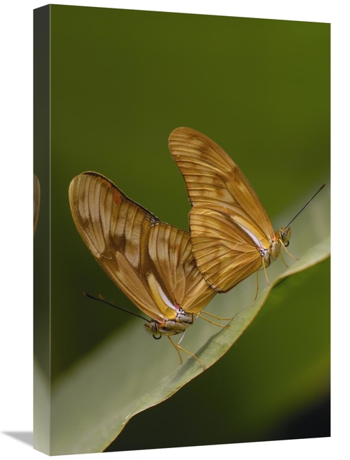 Global Gallery GCS-453092-1624-142 16 x 24 in. Julia Butterfly Pair Ma