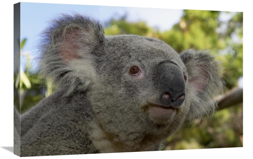 Global Gallery GCS-450910-2030-142 20 x 30 in. Koala Portrait, Nat
