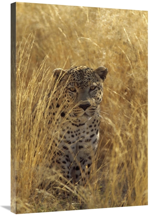 Global Gallery GCS-452472-2436-142 24 x 36 in. Leopard in Grass Countr