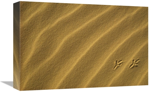 Global Gallery GCS-452915-1218-142 12 x 18 in. Bird Tracks in Sand Dun