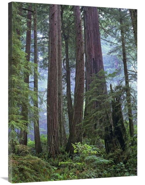 Global Gallery GCS-397082-3040-142 30 x 40 in. Old Growth Forest of Co