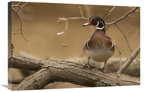 Global Gallery GCS-397364-2030-142 20 x 30 in. Wood Duck Male, Ken