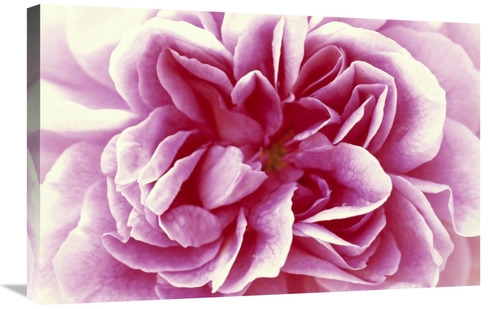 Global Gallery GCS-398281-2030-142 20 x 30 in. Rose Detail of Opening 