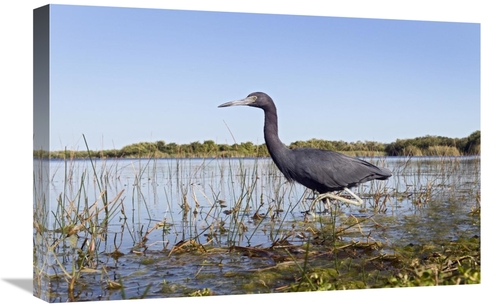 Global Gallery GCS-398237-1624-142 16 x 24 in. Little Blue Heron Wadin