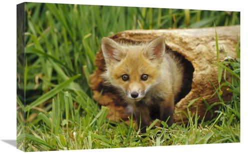 Global Gallery GCS-452951-1624-142 16 x 24 in. Red Fox Kit in Log,
