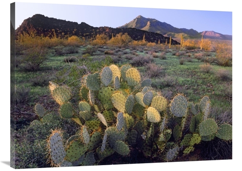 Global Gallery GCS-397107-3040-142 30 x 40 in. Beavertail Cactus with 