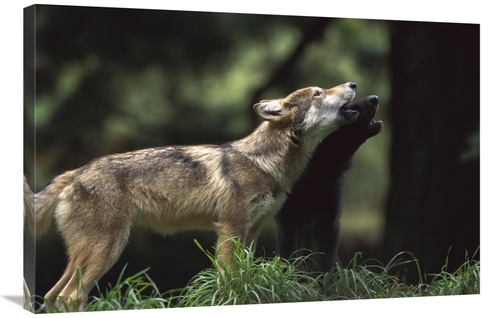 Global Gallery GCS-452998-2436-142 24 x 36 in. Timber Wolf Pups Howlin