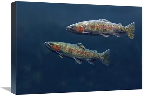 Global Gallery GCS-452185-22-142 22 in. Rainbow Trout Pair Swimming Un