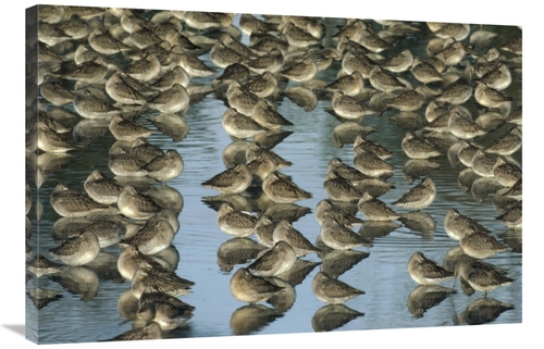 Global Gallery GCS-396751-2436-142 24 x 36 in. Long-Billed Dowitcher F