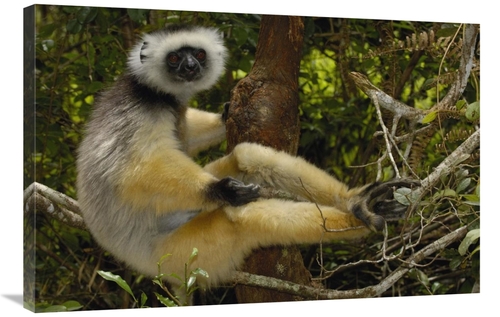 Global Gallery GCS-453031-2436-142 24 x 36 in. Diademed Sifaka, Ma