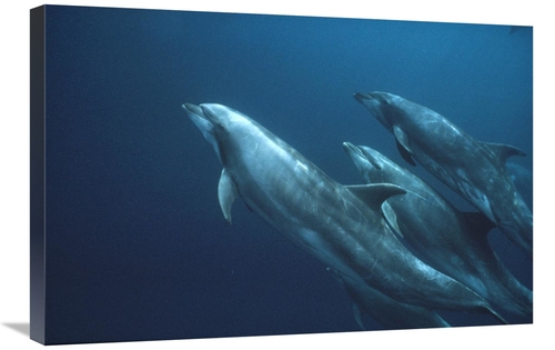 Global Gallery GCS-451105-2030-142 20 x 30 in. Bottlenose Dolphins&#44