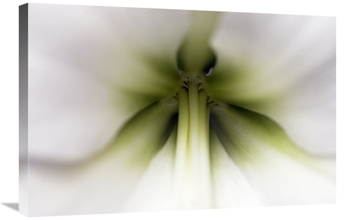 Global Gallery GCS-395679-2030-142 20 x 30 in. Amaryllis Flower, N