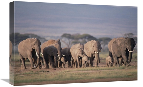 Global Gallery GCS-452791-1624-142 16 x 24 in. African Elephant Herd W