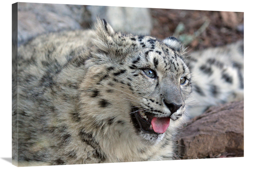 Global Gallery GCS-486623-36-142 36 in. Snow Leopard Art Print - Vic S