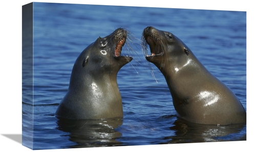 Global Gallery GCS-451760-1218-142 12 x 18 in. Galapagos Sea Lion Fema