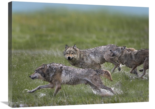 Global Gallery GCS-396346-2432-142 24 x 32 in. Gray Wolf Trio Running 