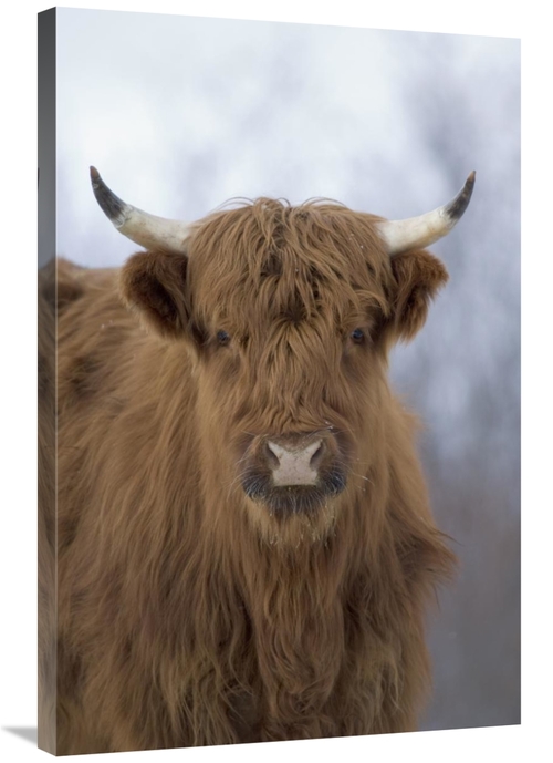 Global Gallery GCS-451945-2436-142 24 x 36 in. Cattle, A Highland 