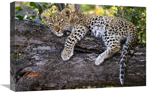Global Gallery GCS-397430-1624-142 16 x 24 in. Leopard Cub Resting in 