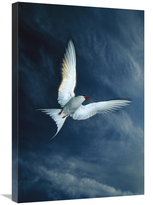 Global Gallery GCS-451913-2030-142 20 x 30 in. Arctic Tern Flying,