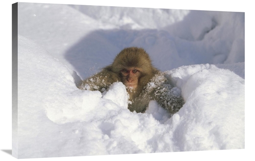 Global Gallery GCS-452433-2436-142 24 x 36 in. Japanese Macaque Baby P