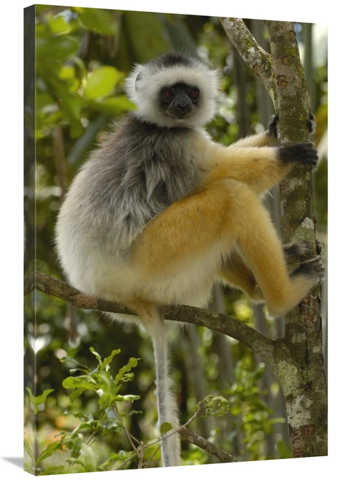 Global Gallery GCS-453033-2436-142 24 x 36 in. Diademed Sifaka, Ma
