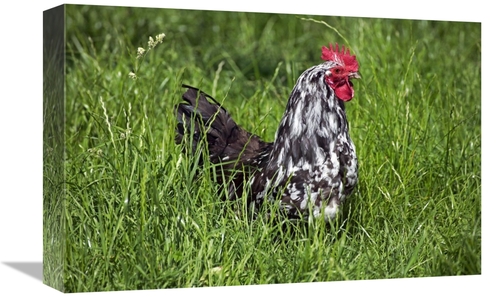 Global Gallery GCS-397523-1218-142 12 x 18 in. Domestic Chicken, B