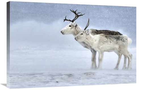 Global Gallery GCS-397255-2436-142 24 x 36 in. Two Reindeer, Male 