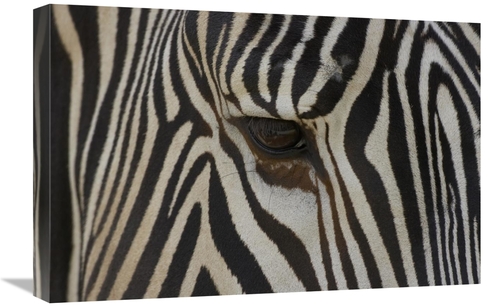 Global Gallery GCS-398155-1624-142 16 x 24 in. Grevys Zebra Close Up o