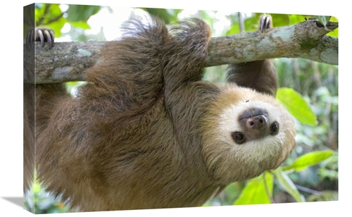 Global Gallery GCS-395871-1624-142 16 x 24 in. Hoffmanns Two-Toed Slot