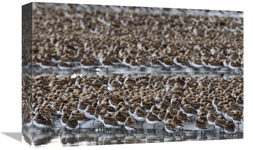 Global Gallery GCS-451920-1218-142 12 x 18 in. Western Sandpiper Flock