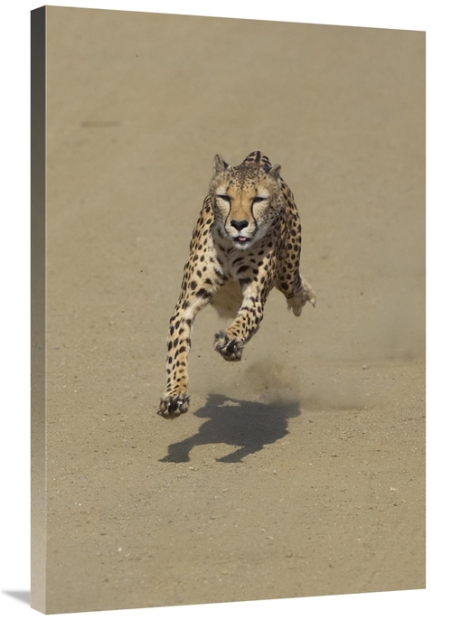 Global Gallery GCS-450854-2436-142 24 x 36 in. Cheetah Running, Na