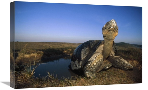 16 x 24 in. Galapagos Giant Tortoise in Wallow on Caldera Rim, Alc