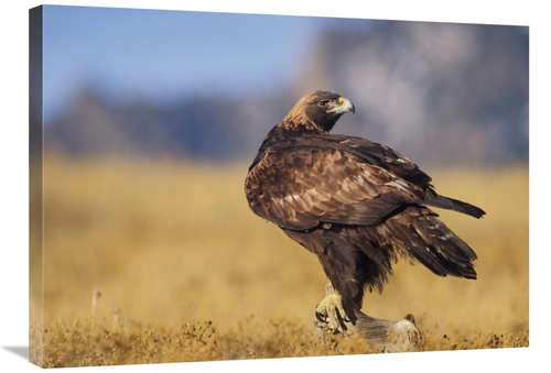 Global Gallery GCS-396094-2432-142 24 x 32 in. Golden Eagle on A Snag&