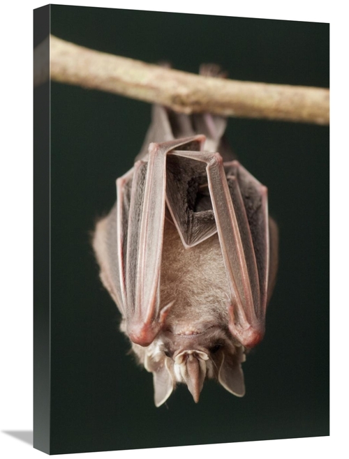 Global Gallery GCS-395558-1624-142 16 x 24 in. Leaf-Nosed Bat, Ama