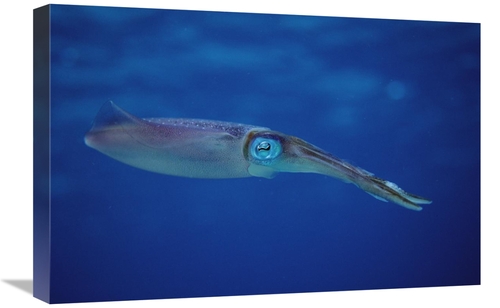 Global Gallery GCS-450751-1624-142 16 x 24 in. Squid Portrait, Bon