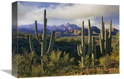 Global Gallery GCS-396350-1216-142 12 x 16 in. Saguaro Cacti & Santa C