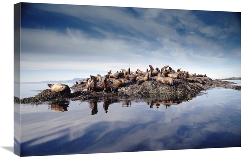 Global Gallery GCS-396945-2030-142 20 x 30 in. Stellers Sea Lion Group