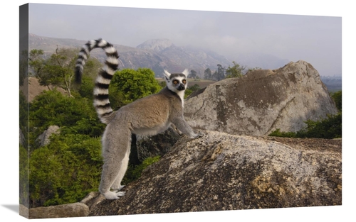 Global Gallery GCS-453255-2030-142 20 x 30 in. Ring-Tailed Lemur in th