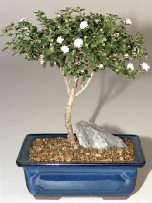 Snow Rose Serissa Bonsai Tree - Small(serissa foetida)