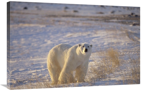 Global Gallery GCS-450938-2436-142 24 x 36 in. Polar Bear Standing on 